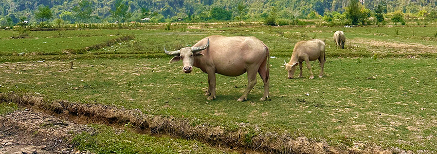 Abwechslungsreiche Strecken in Laos